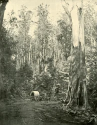 Wujek Sam, 1901.