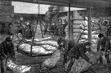 Rozładunek mrożonego mięsa z Australii, South West India Dock, Millwall, Londyn, 1881 r.