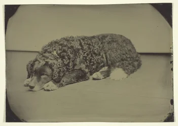 Pies bez tytułu, 185099.