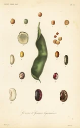 Odmiany grochu i fasoli, gousses et graines legumieres