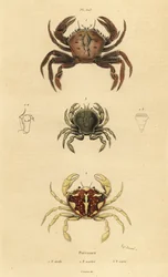 Krab aksamitny, Necora puber 1, pływający krab marmurkowy, Liocarcinus marmoreus 2 i pływający krab Pennanta, Portumnus latipes 3