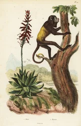 Wenezuelski czerwony wyjec, Alouatta seniculus 2 i Aloe vera