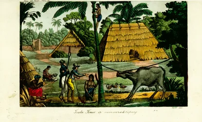 Scena wiejska w pobliżu Kupang, Timor