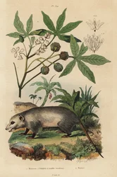 Opos z Wirginii, Didelphis virginiana 1, maniok lub juka, Manihot esculenta