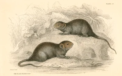 Karczownik wodny Arvicola terrestris, znany również jako czarny szczur wodny, 1828