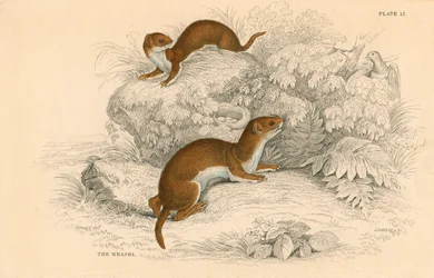 Łasica Putorius nivalisMustela vulgaris, najmniejszy europejski mięsożerca, 1828