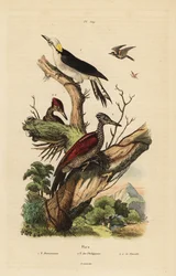 Dzięcioł biały , Melanerpes candidus , dzięcioł filipiński , Yungipicus maculatus , samiec i samica
