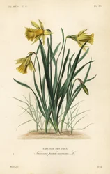Dziki żonkil lub lilia wielkopostna, Narcissus pseudonarcissus, Narcissus pseudo-narcissus, Narcisse des pres