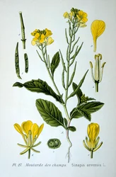 Dzika gorczyca, 1893