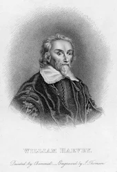 William Harvey 1578-1657 Angielski lekarz, ok. XVII w.