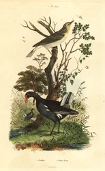 Świstunka leśna, Phylloscopus sibilatrix, i kokoszka wodna, Gallinula chloropus