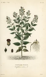 Figowiec leśny, Scrophularia nodosa, Scrofulaire noueuse