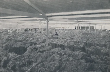 Wełna na sprzedaż w salonie w Melbourne, 1923.