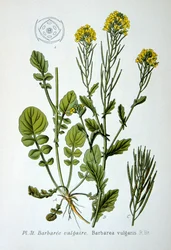 Żółta rakieta, 1893