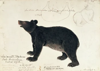 Rysunek niedźwiedzia czarnego azjatyckiego, Ursus thibetanus, z centralnego regionu Himalajów