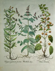 Mięta: Mentha crispa