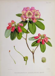 Rhododendron: Kandelabr, z „Rhododendrons of Sikkim-Himalaya” J.D. Hookera, 1849-51