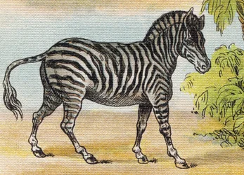 Zebra. Grawerowanie w "Alfabet de ma petite fille". Bernardin-Bechet i Fils, księgarz-wydawnictwo, Paryż, ok. 1895. Niezniszczalny album na płótnie. Bibliotheque des Bebes. 12 stron. Album zawierający sposób czytania i ilustracyjne abecedary. Ciemny:
