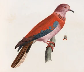 Kolorowa ilustracja ptaka