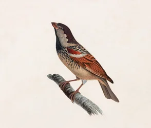 Kolorowa ilustracja ptaka