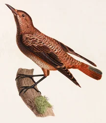 Kolorowa ilustracja ptaka