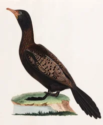 Kolorowa ilustracja ptaka