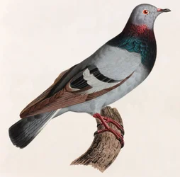 Kolorowa ilustracja gołębia