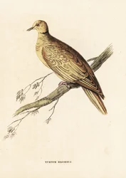 Afrykańska gołębica obrożna, Streptopelia roseogrisea risoria (Turtur risorius). Ręcznie kolorowany staloryt według Edwarda Leara z Galerii Historii Naturalnej Georga Friedricha Treitschke, Naturhistorischer Bildersaal des Thierreiches, Lipsk.