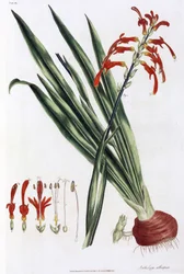 Afrykańska lilia kukurydziana (Afrykańska lilia kukurydziana lub Antholyza aethiopica)