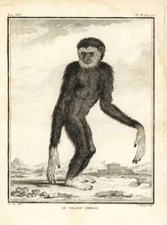 Zwinny gibon, Hylobates agilis. Zaangażowany. Duży gibon. Miedzioryt autorstwa C. Baquoya, według ilustracji Jacques