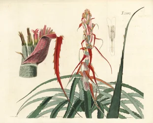 Aguava, Bromelia alsodes (ananas wąskolistny, Bromelia sylvestris). Ręcznie kolorowany miedzioryt Weddella na podstawie ilustracji botanicznej Johna Curtisa z William Curtis