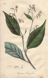 Alibouffier lub styraks (Styrax benzoin) - mocna woda autorstwa Williama Clarke