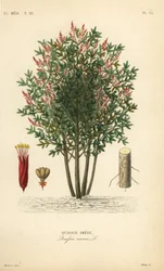 Gorzki, bitter-ash, bitter-wood lub hombre grande, Quassia amara, Quassie amere
