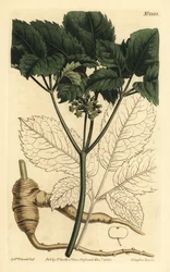 Żeń-szeń amerykański, Panax quinquefolius
