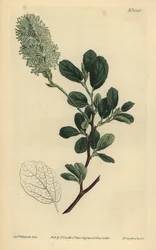 American Wych Hazel, Fothergilla gardenii (fothergilla tępolistna, Fothergilla alnifolia obtusa)