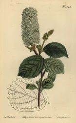 Orzechowa amerykańska, Fothergilla gardenii (fothergilla szerokolistna, Fothergilla alnifolia major)
