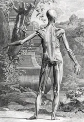 Ilustracja anatomiczna