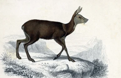 Tablica zwierząt: Chevrotain (Moschus Pygnueus). Mammiferes quadrupedes ruminants - w "Dictionnaire universel d