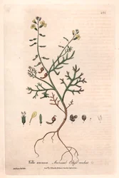 Vella roczna (Vella annua) - plansza botaniczna autorstwa Isaaca Russella, rytowana przez Charlesa Matthewsa, z "English Botanical Phenomenes" Williama Baxtera (1788-1871)