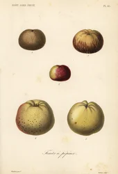 Odmiany jabłek, Malus pumila