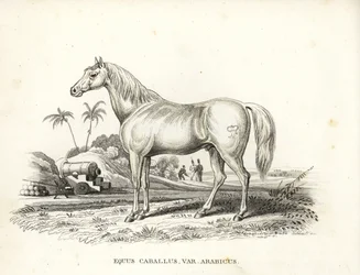 Koń arabski, Equus caballus var. arabicus. Ze znakiem Napoleona na boku oraz francuskimi żołnierzami i armatami na północnoafrykańskim polu bitwy. Ręcznie kolorowana litografia z Galerii Historii Naturalnej Georga Friedricha Treitschke, Naturhistor