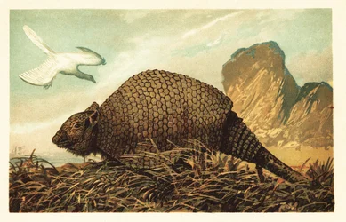 Archeopteryx litographica i Panochthus tuberculatus.1908 (litografia)