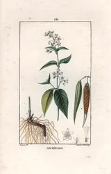 Asclepiade ou herbe à la watding ou herbe aux parruches - Engraving by Lambert fils, from the drawing by Pierre Jean Francois Turpin (1775-1840), extracted from La flore medicale, by Chaumeton, Poiret et Chamberet, Paris 1830 - Swallow-wort, Vincetoxicum h