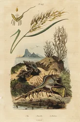 Ryż azjatycki, Murex grzebień Wenus i Hexaplex angularis