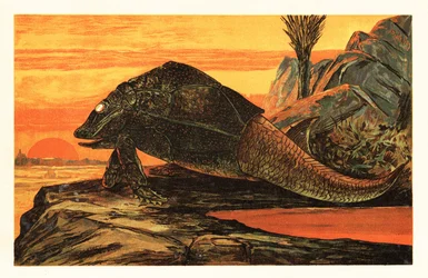 Asterolepis cornutus, wymarły gatunek opancerzonej ryby.1908 (litografia)