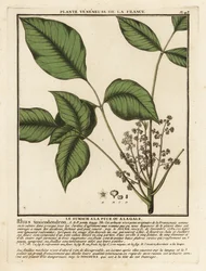 Dąb trujący, Toxicodendron pubescens.