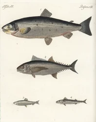 Łosoś atlantycki Salmo salar 1, tuńczyk Thunnus species 2, śledź atlantycki Clupea harengus 3 i makrela atlantycka Scomber scombrus 4. Ręcznie kolorowany miedzioryt z książki Friedricha Johanna Bertucha Bilderbuch fur Kinder (Picture Book for C