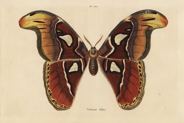 Ćma Atlas, atlas Attacus