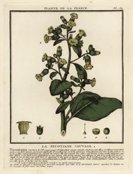 Tytoń Azteków, Nicotiana rustica.