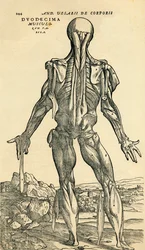 Tył męskiego ludzkiego ciała, badanie anatomiczne pierwotnie opublikowane w De Humani Corporis Fabrica Libri Septem (O tkaninie ludzkiego ciała w siedmiu książkach) przez Andreasa Vesaliusa, opublikowane w Bazylei